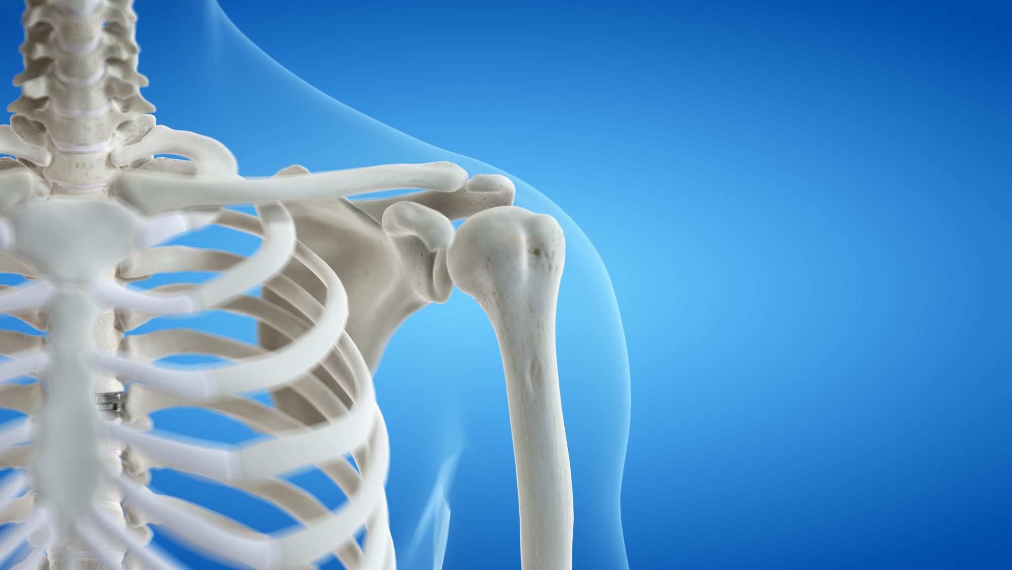 Close-up of a human shoulder joint with visible bones and structure